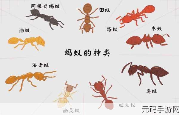 蚂蚁王国大冒险,探索蚂蚁进化3D无限钻石版的微观策略世界