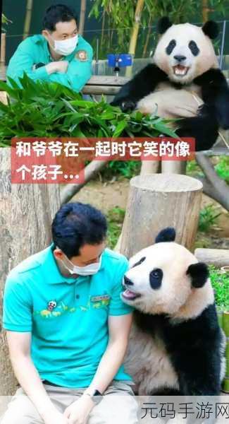 萌宠奇遇记,探索寻找熊猫和狗的日系休闲之旅