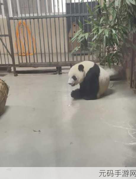 萌宠奇遇记,探索寻找熊猫和狗的日系休闲之旅