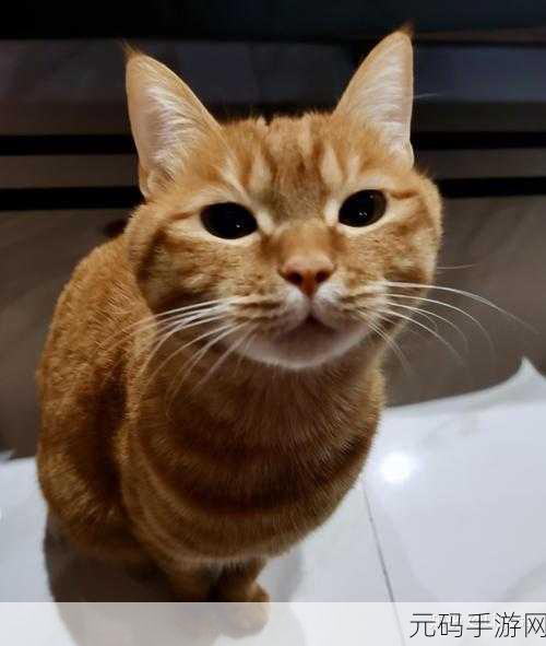萌宠新纪元，我的说话猫Lily2来袭，魔性养猫乐趣无限！