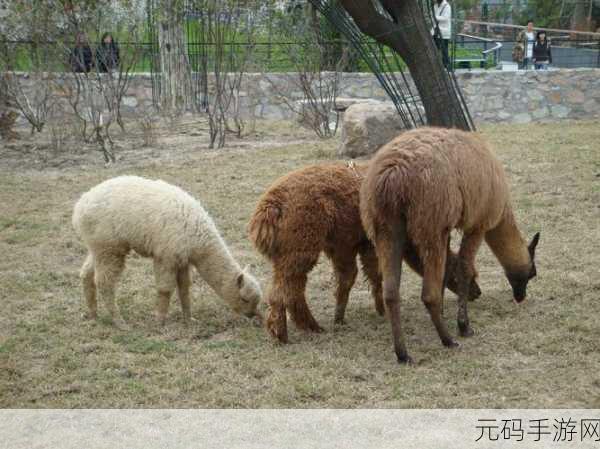 骆驼远足(Llama Trek)风靡全网，竖版街机休闲新宠，益智乐趣无穷尽！