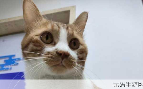 萌力全开!这猫脑洞贼大带你解锁Q版猫咪解谜新纪元