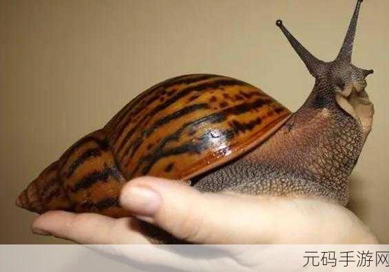 探秘最强蜗牛,解锁增长天王的神秘之旅