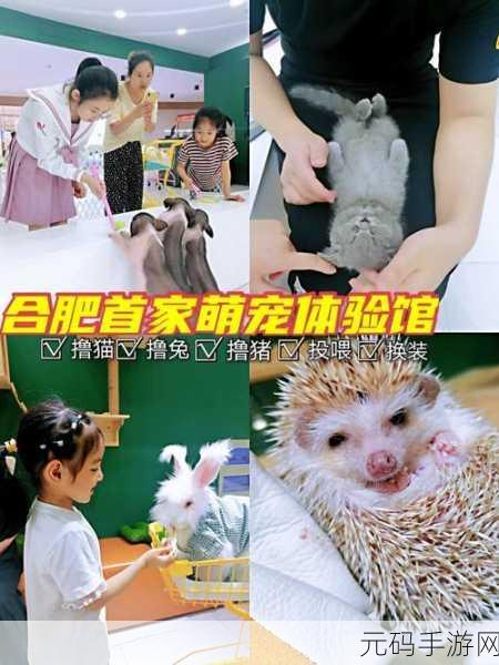 萌宠集结，爱心启程，猫救援比赛治愈系三消新体验
