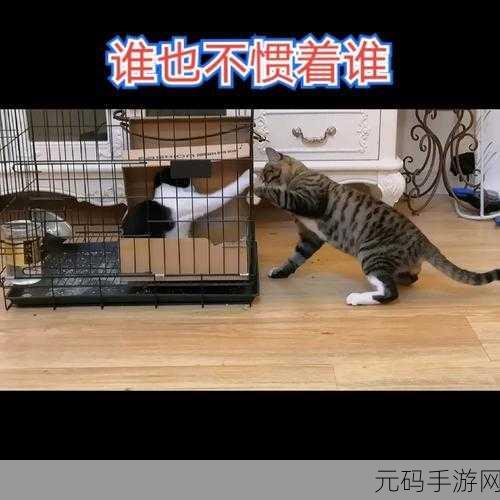 萌宠集结，爱心启程，猫救援比赛治愈系三消新体验