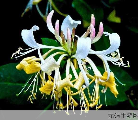 深度开发pop金银花免费软件：1. 深度开发POP金银花软件，助力智慧生活新体验