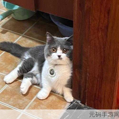 皇宫里的猫萌动来袭,最新版下载开启宠物养成新纪元