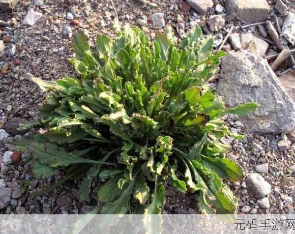 www.天堂资源野草：1. 天堂资源：探索无限可能的野草世界