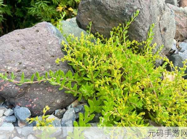 www.天堂资源野草：1. 天堂资源：探索无限可能的野草世界