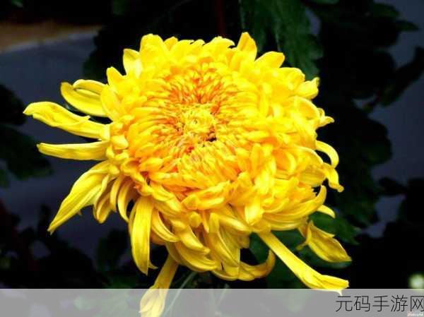 答错一题菊花放一支笔简隋英:答错一题,菊花放笔的奇妙启示
