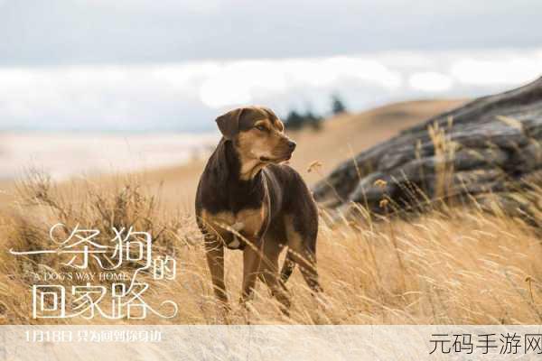 太久永久回家:当然可以,以下是一些基于“太久永久回家”的新