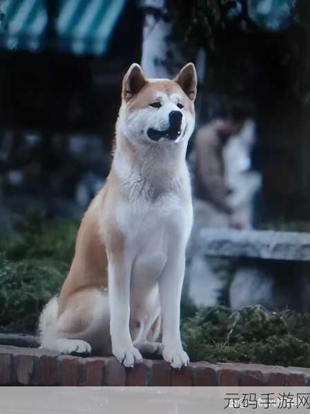 女人的第一次给了狗:1. 《她与忠犬之间的初次亲密接触