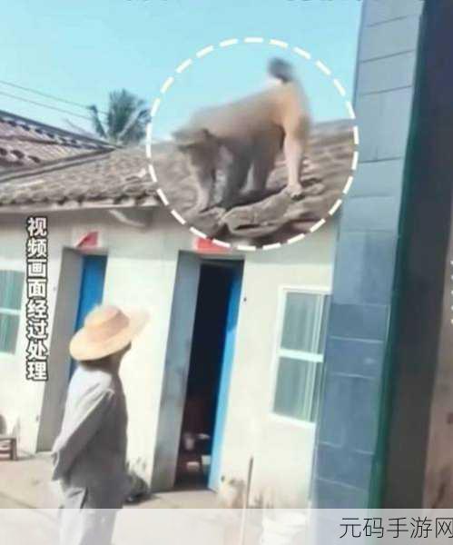 二人生猴子全程不盖被子真实:1. 《二人生猴子:无盖被子的真实故事