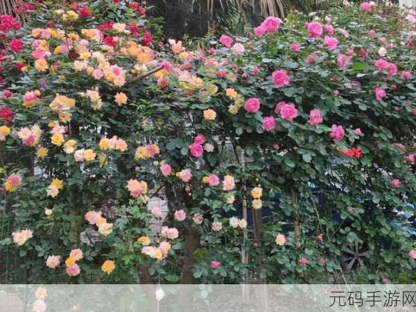 怎么亲小花园的图片：1. 小花园中的四季变幻与自然之美