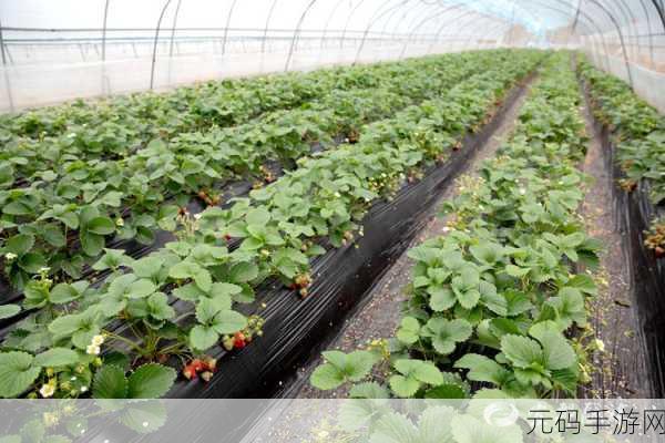 草莓黄色视频:1. 草莓黄昏:甜蜜瞬间的记录与分享