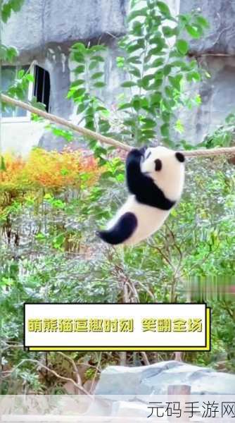 激流熊猫，萌趣划水，精致画面引领休闲新风尚