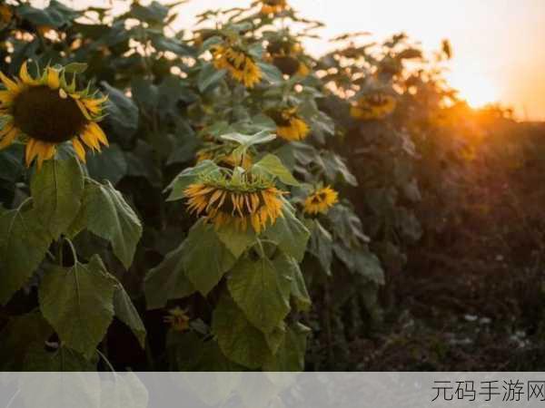 向日葵视频站长:当然可以!以下是一些关于向日葵视频的扩展标题建议: