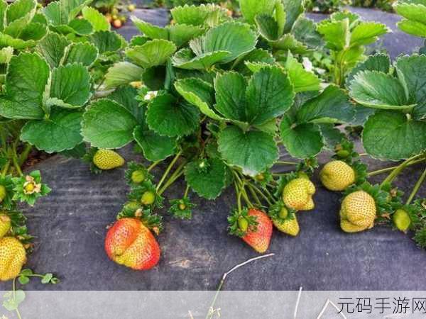 草莓视频2458:当然可以!以下是一些基于“草莓视频2458”主题的新标题建议: