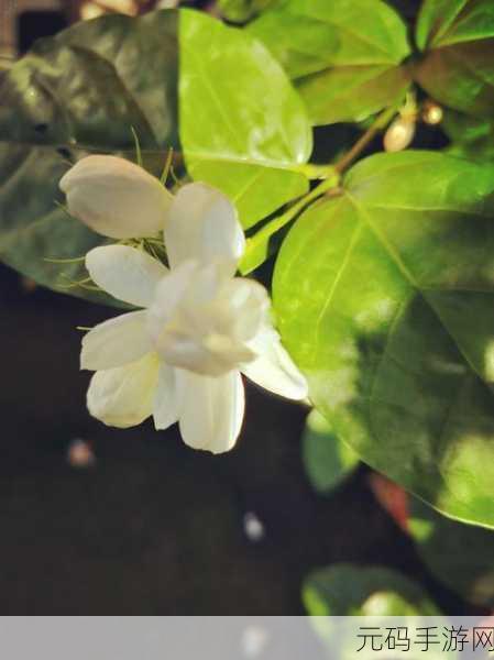 茉莉的花园,无敌版清新上线,卡通三消建设乐无边