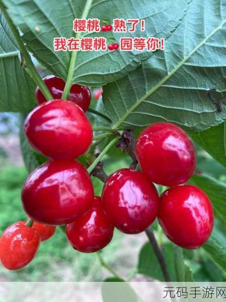 樱桃直播黄色：1. 樱桃直播：探索多彩生活的互动平台