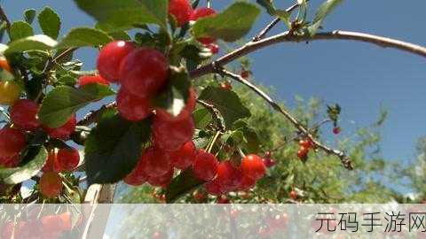 樱桃小视频在线观看:1. 樱桃小视频:探索生活中的美妙瞬间