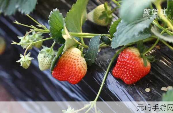 草莓视频高清无码:1. 高清草莓视频:享受视觉盛宴的最佳选择