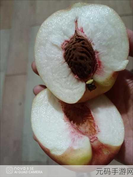 蜜挑视频：1. 蜜挑视频：探索甜蜜生活的每一个角落