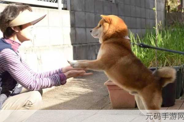 我是猫老大最新版火爆上线,趣味休闲闯关新体验