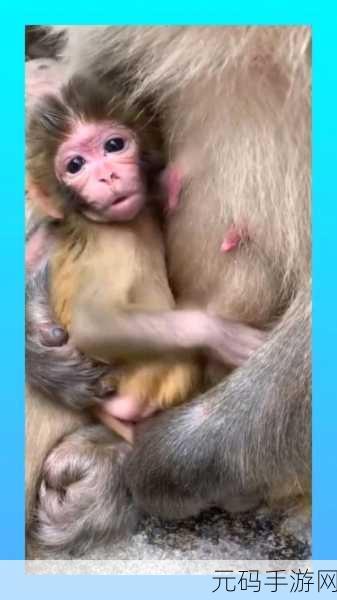 女生一起生猴子游戏：当然可以！以下是一些基于“女生一起生猴子”游戏的扩展