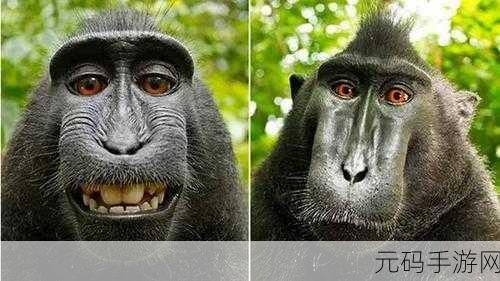二人生猴子免费观看:当然可以,这里有一些拓展出的标题,供你参考: