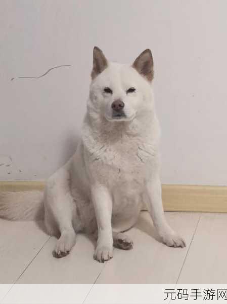 萌宠世界里的色彩盛宴,Dogs Coloring Pages游戏正式上线,开启狗狗主题的涂色之旅