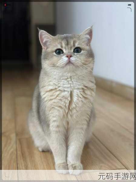 萌宠解谜新风尚,敢问猫在何方下载热潮席卷而来