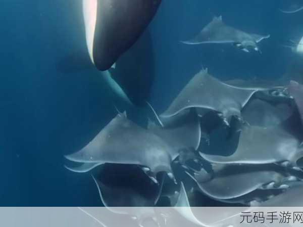 探索深海奥秘,与虎鲸共舞——全新3D虎鲸模拟器游戏震撼上线