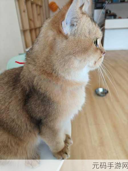 萌宠治愈新选择，我的猫塔手机版正式上线，趣味休闲新体验等你来探索！