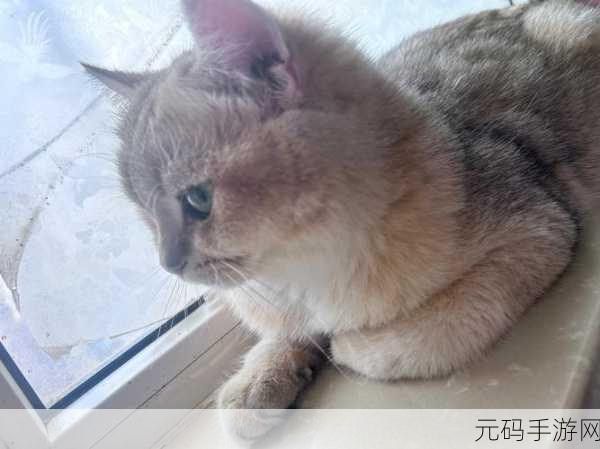萌宠治愈新选择，我的猫塔手机版正式上线，趣味休闲新体验等你来探索！
