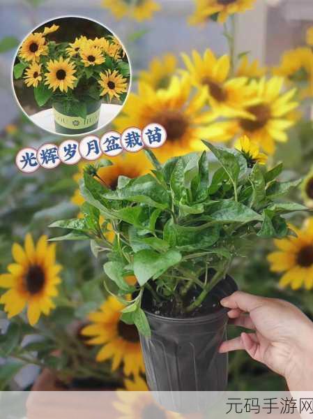 火爆社区向日葵iOS:1. 向日葵iOS拓展:让你的生活更智能