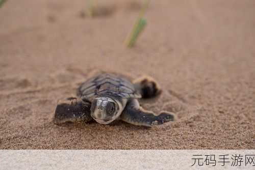 奇妙小海龟,探索无限海域的休闲养成之旅,完整版现已开放下载
