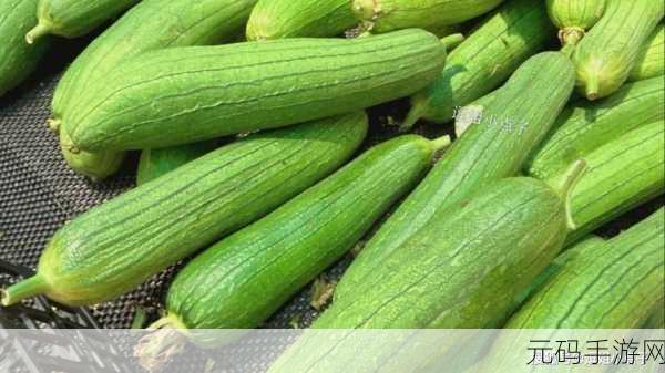 热大点瓜：1. 热大点瓜：夏季消暑的最佳选择