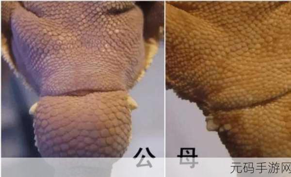 印度巨蜥：探索印度巨蜥的生态习性与生存挑战