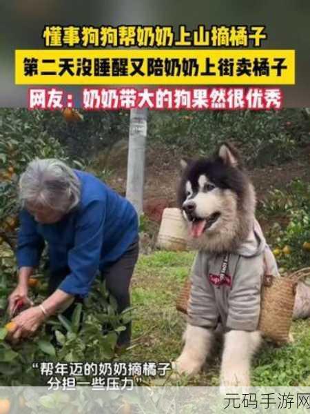 我的老公是条狗女白丽珍:1. 《我的老公是条狗:爱与忠诚的奇妙故事