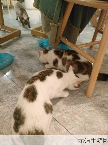 萌力全开!猫咪宿舍正式上线,打造你的梦幻萌宠乐园