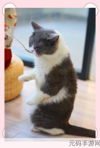 萌力全开!猫咪宿舍正式上线,打造你的梦幻萌宠乐园