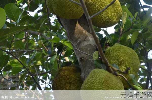 菠萝蜜视频高清免费看亮点：1. 菠萝蜜视频：畅享高清视听盛宴，精彩无限