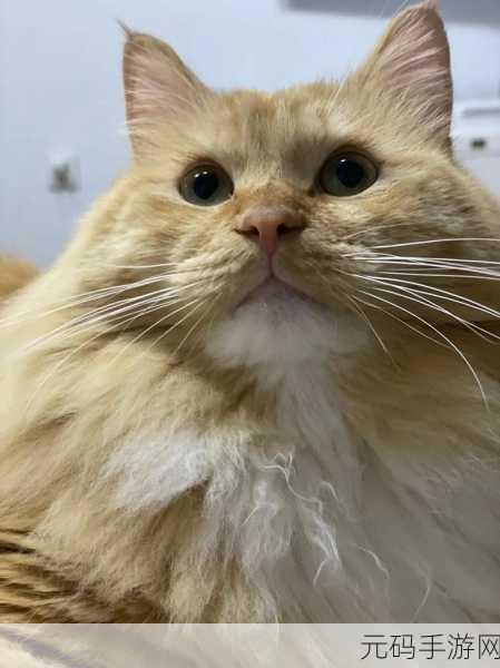 萌力全开!猫猫大消除内购解锁版惊喜上线,Q萌猫咪陪你欢乐闯关