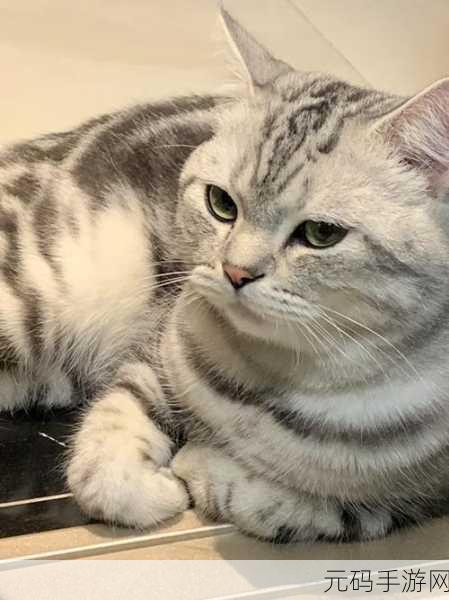 激光小猫震撼登场,魔性逗猫新体验,快来下载最新版!
