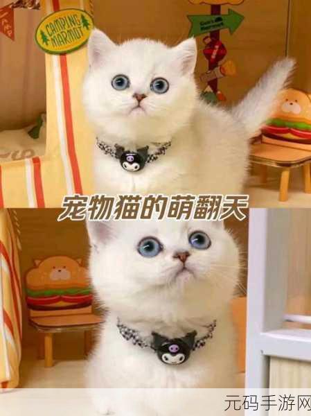 萌宠集结,智慧碰撞,宠物拼图匹配3掀起消消乐新热潮