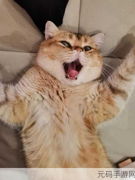 萌宠日记新纪元，猫咪生活日志APP引领爱猫人士社交风尚