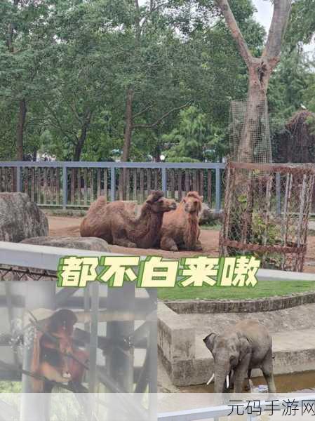 萌宠逗趣新纪元，这个动物不正经游戏下载热潮席卷而来