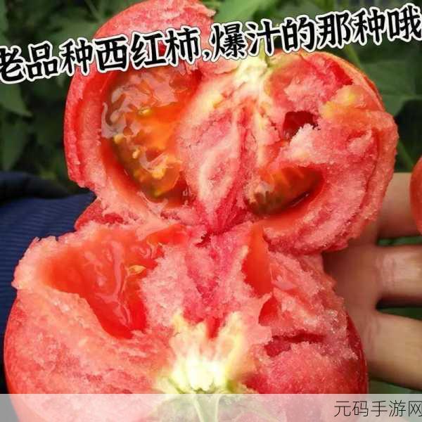 番茄冲呀风靡全网,指尖上的趣味休闲新选择!
