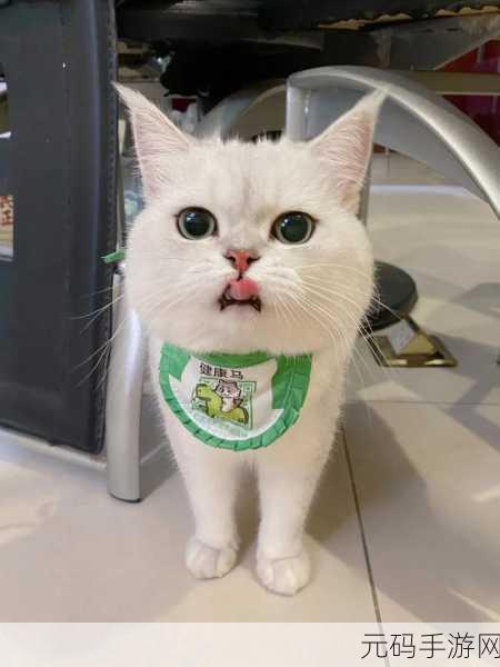 萌宠出击!狂热猫Cat Mania汉化版正式上线,卡通休闲闯关新体验